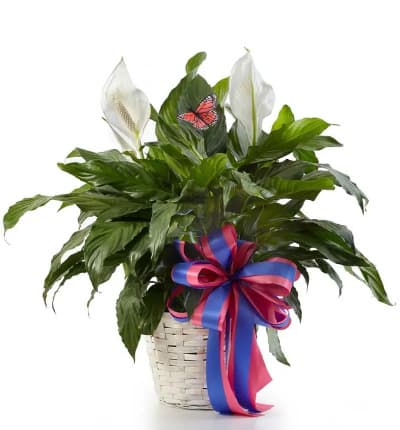 This lush peace lily is the perfect plant to send to celebrate today's special occasion. A favorite among From You Flowers' customers because of its easy care requirements and deep green foliage. Available for delivery to an office or a home. Hand arranged in a bamboo planter this is the perfect gift to celebbrate any occasion. 

Includes:
* Spathiphyllum Floor Plant
* Bamboo Planter
* Decorative Ribbon