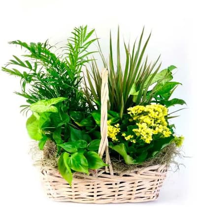  Seasonal Dish Garden
* Woven Basket