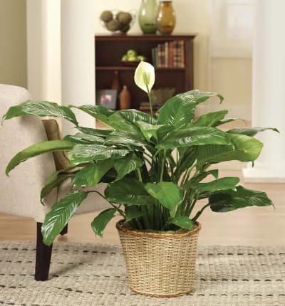 * Peace Lily Plant
* Keepsake Basket