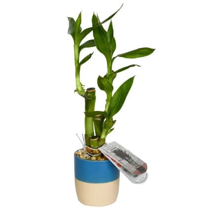 This resilient bamboo plant in its adorable planter is the perfect breath of fresh air for your desk, windowsill, mantle, or any spot in your life that needs a beautiful symbol of prosperity and strength! This stunning plant makes the perfect hardy gift for a loved one's birthday, retirement, house-warming, or any occasion! Let them know you care with the Faithful Bamboo Plant.

Includes:
* Bamboo Plant
* 2