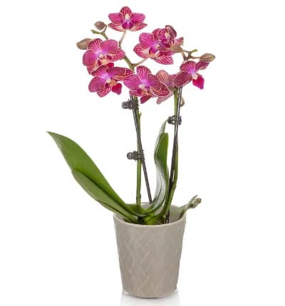 * Magenta Orchids
* 2.5 Inch Diameter Gray Pot
* Stands about 6-10 Inches Tall