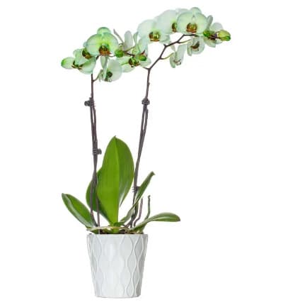 Prepare to be dazzled by this unique and vibrant dyed green orchid plant! It makes a beautiful gift for a graduation, housewarming, get well, or birthday. Show that friend, family member, or special someone how sweet you think they are with this radiant Sweet Pea Green Orchid!

Includes:
* Premium Dyed Green Orchid
* 5