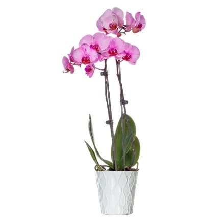 This celebratory Pink Vibrance Orchid will look amazing in any room of your home. It also makes for an exceptional gift no matter the occasion! Caring for your new orchid plant couldn't be simpler. Just add three ice cubes to the top of the soil once a week, and watch your beauty bloom!

Includes:
* Premium Dyed Pink Orchid
* 5