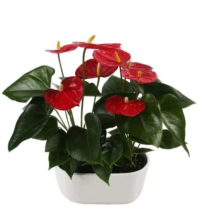 Two vibrant anthurium plants will bring light and beauty to any room of your home. This stunning tropical plant signifies long-lasting love and friendships. It is known to bring luck to relationships, making this an extraordinary house warming or anniversary gift!

Includes:
* Two 14-18 Inch Anthurium Plants
* 10 Inch White Ceramic Planter